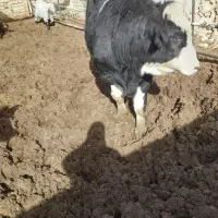 دو راس  گوساله نر