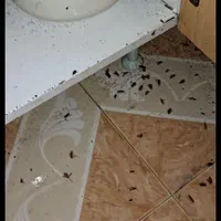 سم پاشی...زاهدان|خدمات نظافت|زاهدان, |دیوار