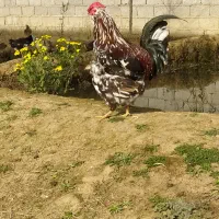 جوجه مرغ گلین لری