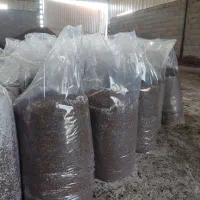 تفاله ی خرما