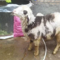 بره پلنگی درجه یک