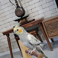 4 عدد عروس هلندی ۳ عدد نر و ۱ عدد ماده