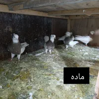 طوقی.نر.ماده.جوجه.نسل خوب