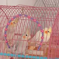 عروس هلندی|پرنده|سراب, |دیوار