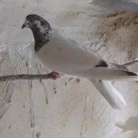 کفتر غریبگیری|پرنده|وحیدیه, |دیوار