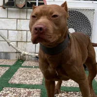 فروش سگ پیتبول