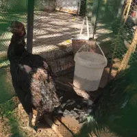 خروس لاری|حیوانات مزرعه|یزد, |دیوار