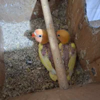 کوتوله فیشر طلایی با دو جوجه|پرنده|سهند, |دیوار