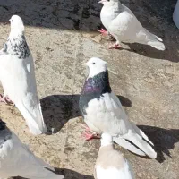 کفتر و قناری|پرنده|جلگه ماژان, |دیوار