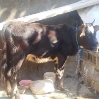 گوساله فروشی|حیوانات مزرعه|رامیان, |دیوار