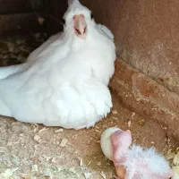 عروس هلندی مولد|پرنده|چابهار, |دیوار