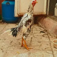 خروس لاری چیل