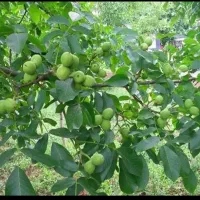 نهال گردو ژنوتیپ F1 آمریکایی / دیرگل، باردهی بالا|خدمات باغبانی و درختکاری|مشهد, شهرآرا|دیوار