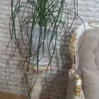 گل لیندا دم اسبی