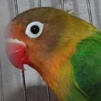 کتوله برزیلی گمشده