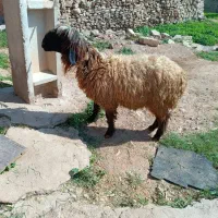 کوهه نر|حیوانات مزرعه|مسجد سلیمان, |دیوار