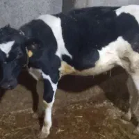 گاوه هولشتان  با گوساله بزرگ