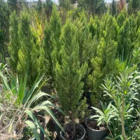 درخت کاج لاوسون فقط ۶۰۰