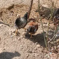 جوجه مرغ وخروس