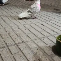 کبوتر گم شده محدوده بلوار تعاون