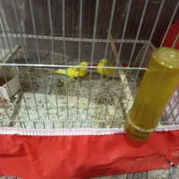 سلام یک عدد مرغ عشق بادوعروس هلندی|پرنده|اشنویه, |دیوار