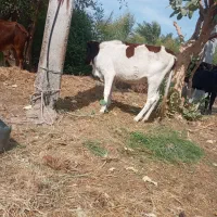 گوساله‌چاق‌گاو‌جنس‌خوب‌بازدید‌راونگ|حیوانات مزرعه|میناب, |دیوار