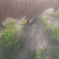 گوسفند|حیوانات مزرعه|سبزوار, قصبه غربی|دیوار