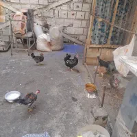 دو عدد مرغ گلین لره بهترین نژاد