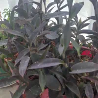 گل زیبا و طبیعی بنفش