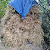 علف خشک