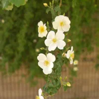 مغازه-پاساژ-ارکیده