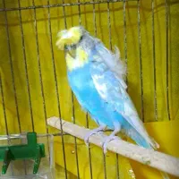 جفت بالغ کارداده پروانه ای