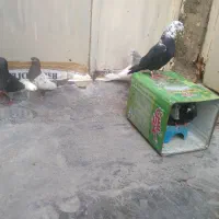 کفتر هوایی زرنگ