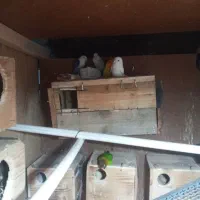 حیوانات و لوازم|پرنده|رستمکلا, |دیوار