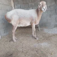 میش چینی اصل اصل