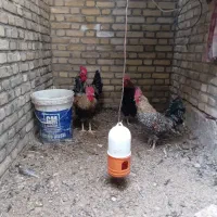 چهار عدد خروس جوان