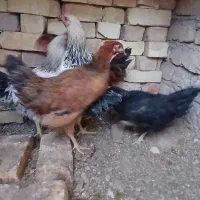 سه تا جوجه خروس با دوتا جوجه مرغ