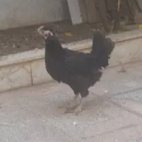 خروش گلین مرغ محلی|حیوانات مزرعه|کرمانشاه, |دیوار