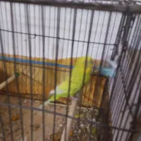 فنچ|پرنده|یاسوج, |دیوار