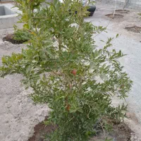 زمین باغی|فروش دفتر صنعتی، کشاورزی، تجاری|رباطکریم, حصار مهتر|دیوار