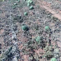 ته بستان رسیده سالم