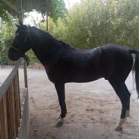 اسب