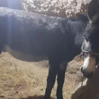 الاغ نر سالم