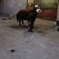 یدونه میش و بره ماده آنتیک