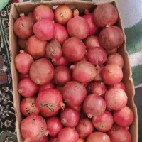 انار|خوردنی و آشامیدنی|قائن, |دیوار