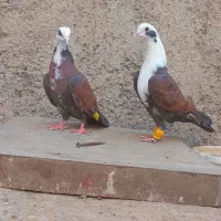 ی جفت سرسفید نرو ماده