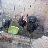 بوقلمون|پرنده|فیروزه, |دیوار