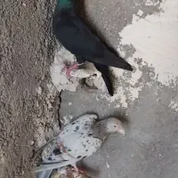 جفت خطی