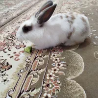 خرگوش بانمک