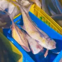 ماهی حلوا چمن و دم زرد و گالیت|ماهی|بیرجند, |دیوار